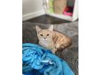 Adopt Sivvy YOUNG FEMALE a Domestic Short Hair