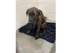 Adopt PENNY a Catahoula Leopard Dog, Mixed Breed
