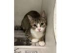 Adopt GEORGINA a Domestic Short Hair