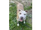 Adopt Ally (Momma) a Pit Bull Terrier