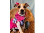 Adopt Dinky a Cattle Dog, Pit Bull Terrier