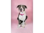 Adopt Keke a Pit Bull Terrier, Mixed Breed