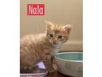 Adopt Nala a Domestic Short Hair