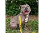 Adopt Katrina 11-1611 a Pit Bull Terrier