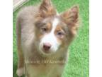 Border Collie Puppy for sale in Sonora, CA, USA