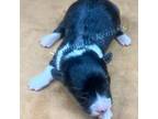 Cardigan Welsh Corgi Puppy for sale in Sonora, CA, USA