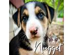 Adopt Nugget Barc a Shepherd, Mixed Breed