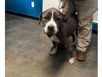 Adopt Hazel a Pit Bull Terrier