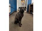 Adopt Magnolia a Pit Bull Terrier