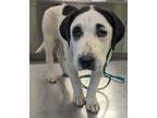 Adopt Sk8r Girl a Great Dane, Mixed Breed