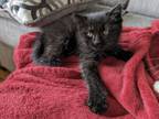 Adopt Maleficent a Domestic Medium Hair