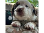Miniature Australian Shepherd Puppy for sale in Winchester, TN, USA