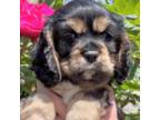 Cavalier King Charles Spaniel Puppy for sale in Placerville, CA, USA