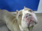 Adopt EDWINA a Pit Bull Terrier, Mixed Breed