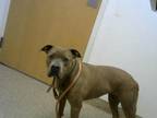 Adopt GABEY a Pit Bull Terrier, Mixed Breed