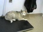 Adopt PERCY a Siberian Husky, Mixed Breed