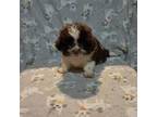 Shih-Poo Puppy for sale in Dillon, SC, USA