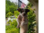 Chihuahua Puppy for sale in Dandridge, TN, USA