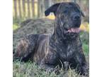 Cane Corso Puppy for sale in Okeechobee, FL, USA