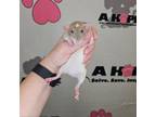 Adopt Luffy a Rat