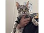 Adopt Dandelion a Domestic Short Hair