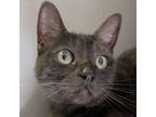 Adopt Cornelia a Domestic Short Hair