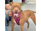 Adopt Cardi a Pit Bull Terrier