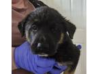 Adopt Angelica (Nala Puppy 1) a Boxer, German Shepherd Dog