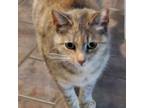 Adopt Megan a Domestic Short Hair