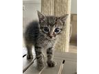 Adopt Little Runt adoptable as a pair a Domestic Short Hair