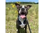 Adopt Cely a American Staffordshire Terrier