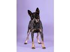 Adopt Valerie a Cattle Dog, Mixed Breed