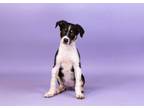 Adopt Violette a Cattle Dog, Mixed Breed
