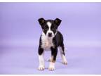 Adopt Valley a Cattle Dog, Mixed Breed