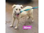 Adopt Moon a Anatolian Shepherd, Mixed Breed