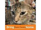 Adopt Queen Caviera a American Shorthair