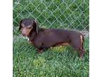 Adopt Charlotte Anne a Dachshund