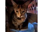 Adopt Ruby (mother) a Domestic Short Hair