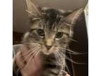 Adopt Cindy Lou Who a Domestic Short Hair