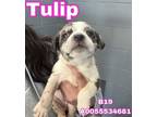 Adopt Tulip a Catahoula Leopard Dog