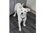 Adopt Wendy a Terrier, Mixed Breed