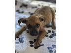 Adopt Iris a Terrier, Mixed Breed