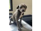 Adopt Darla a Pit Bull Terrier, Mixed Breed
