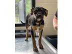 Adopt Squirt a Boxer, Mixed Breed