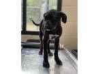 Adopt Dory a Boxer, Mixed Breed