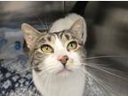 Adopt Quotation a Domestic Short Hair