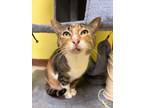 Adopt Missy a Domestic Short Hair