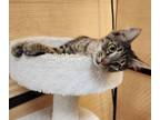 Adopt Mimi a Tabby