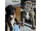 Adopt Emery a Labrador Retriever, Mixed Breed
