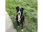 Adopt Cleopatra a Shepherd, Pit Bull Terrier